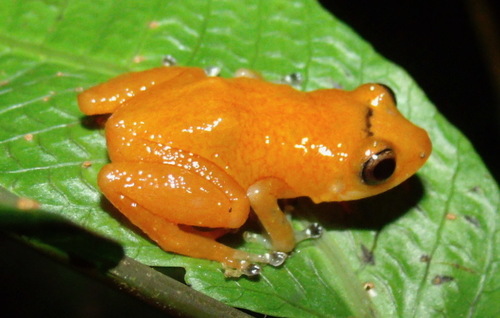 Diasporus citrinobapheus