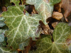 Episyrphus balteatus