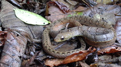 Dendrophidion apharocybe