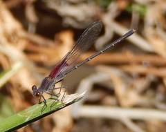 Hetaerina americana