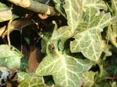 Episyrphus balteatus