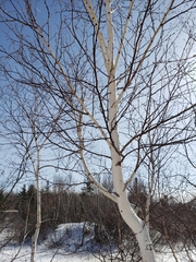 Betula papyrifera