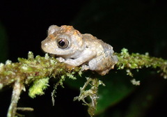 Pristimantis pardalis