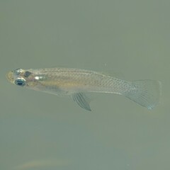 Poeciliinae
