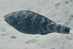 Scarus fuscopurpureus