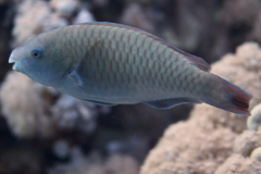 Scarus fuscopurpureus