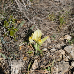 Iris lutescens