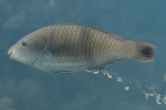 Scarus fuscopurpureus