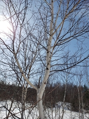 Betula papyrifera