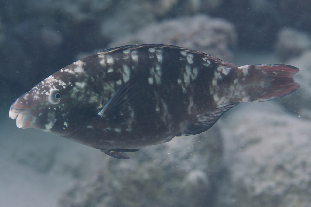 Purple-Brown Parrotfish