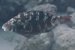 Scarus fuscopurpureus