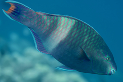 Scarus fuscopurpureus