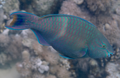 Scarus fuscopurpureus