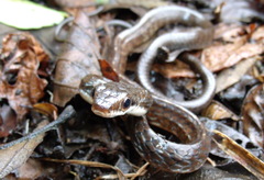 Chironius grandisquamis