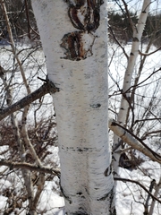 Betula papyrifera