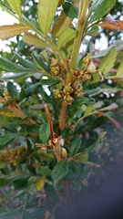 Hippobromus pauciflorus