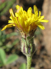 Agoseris glauca