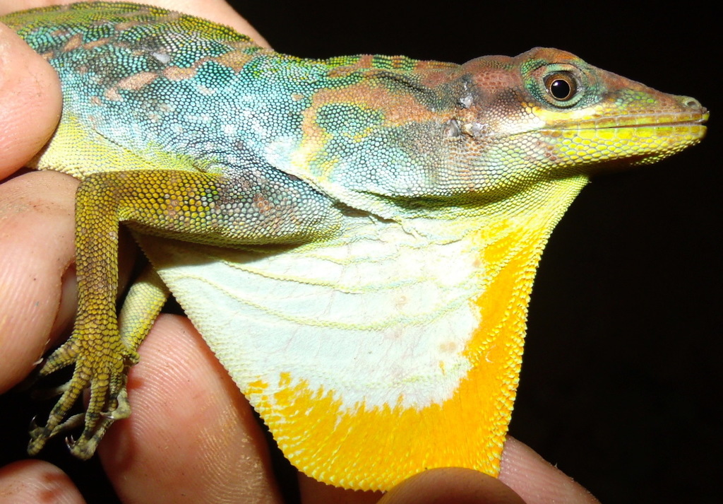 Kuna Yala Anole
