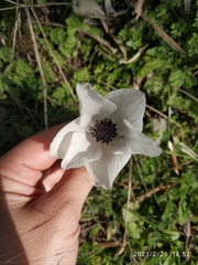 Anemone coronaria