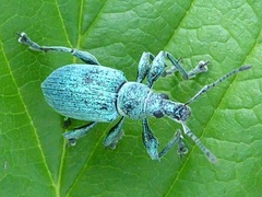 Phyllobius pomaceus