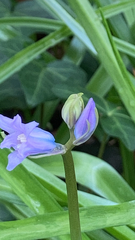 Hyacinthoides hispanica
