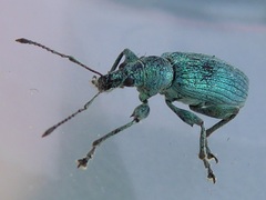 Phyllobius pomaceus
