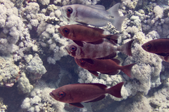Priacanthus hamrur