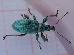Phyllobius pomaceus