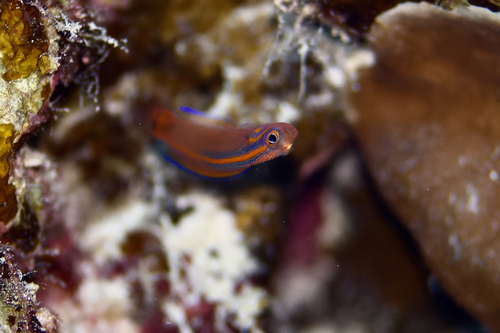 Pseudoplesiops observed 2022-12-25
