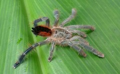 Avicularia hirschii