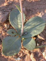 Atrichoseris platyphylla