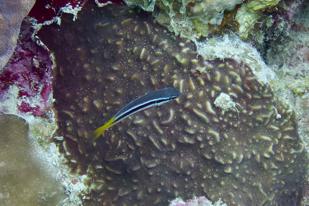Forktail Dottyback