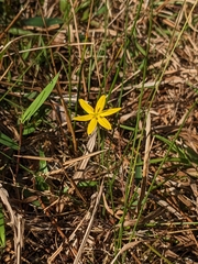Hypoxis juncea