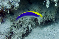 Pseudochromis flavivertex