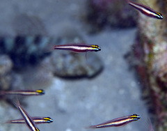 Eviota bifasciata