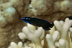 Pseudochromis springeri