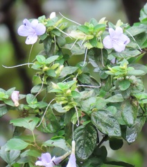 Barleria gueinzii