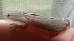 Sphaerodactylus lineolatus