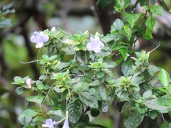 Barleria gueinzii