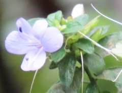 Barleria gueinzii