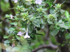Barleria gueinzii
