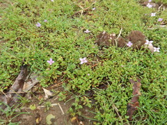 Houstonia pusilla