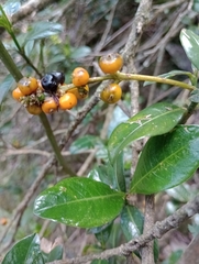 Palicourea boqueronensis
