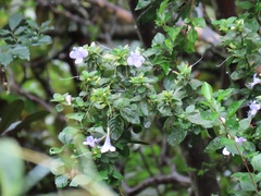 Barleria gueinzii