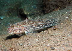Istigobius decoratus
