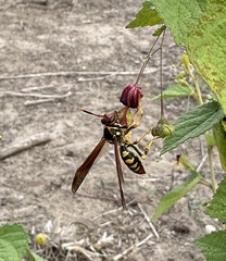 Polistes weyrauchorum