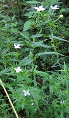 Conostomium natalense