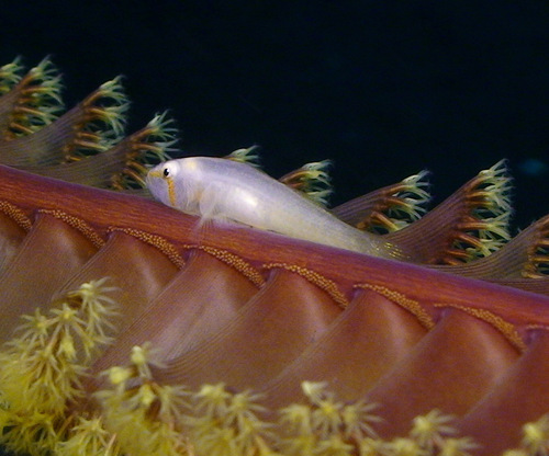 Lobed goby (Lobulogobius morrigu) — Gobiidae