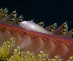 Lobulogobius morrigu