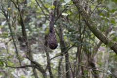 Cacicus chrysopterus